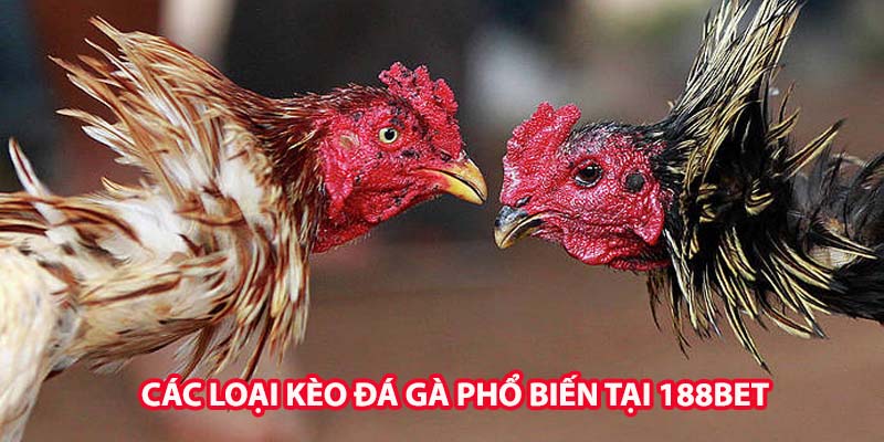 Các loại kèo đá gà phổ biến tại nhà cái 188Bet