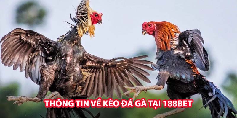 Thông tin về Kèo đá gà tại 188BET